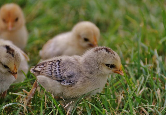 Construire une ferme respectueuse du bien-être des volailles